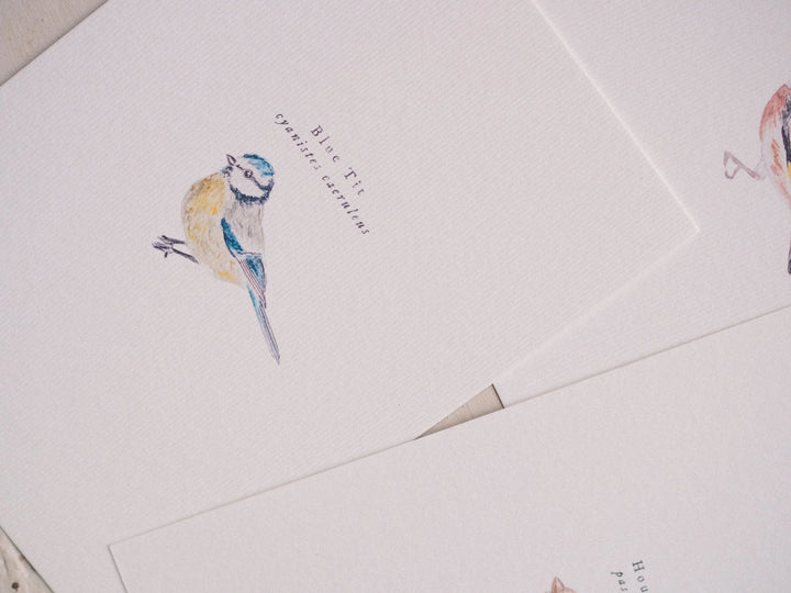 Bird Postcards